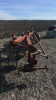 International 720 4 Furrow Semi-Mt Plow - 6