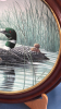 Framed Loon Collector Plate - 3