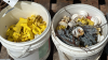 (2) Pails of Insulators and Small Roll of Barbwire - 3