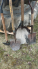Lot of Shovels and Edger - 2