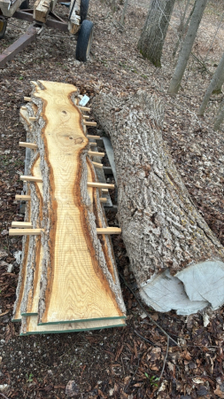 Lot of 4 White Ash Planks and Black Walnut Log