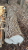 Lot of 4 White Ash Planks and Black Walnut Log - 3