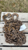 17ft logging chain with hooks - 3
