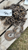 18ft logging chain with hooks - 4