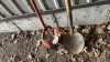 Post Hole Digger and Catch Basin Spoon - 2