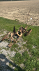 2 Furrow Walking Plow