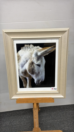 Donkey Picture