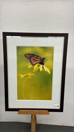 Monarch on Black Eyed Susan Print