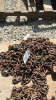 PAIR OF 18.4-30 TIRE CHAINS - 3