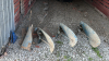 OVERRUM 5 FURROW SEMI-MOUNT PLOW - 10