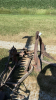 7FT 3PTH SICKLE MOWER - 8