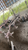 3 FURROW TRAIL PLOW