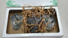 Harley Davidson Lot - 5