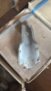 APPROX. 48 KONGSKILDE 2 3/4IN CULTIVATOR POINTS - 3