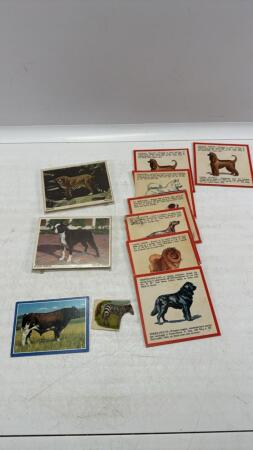 Quantity of Animal Cards