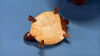 Wooden Lot - 6
