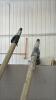 2 Extendable Handles and a Sander - 3