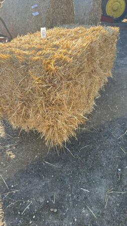 15 SQUARE BALES OF CHOPPED WHEAT STRAW