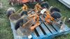 (6) SCHMOTZER INTERROW DISC ASSEMBLIES - 2