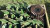 (24) NO TILL COULTERS FOR JOHN DEERE PLANTER - 4