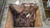 SET OF STUD TRACTOR CHAINS APPROX 13.5 X 28 - 2