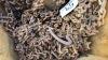 SET OF STUD TRACTOR CHAINS APPROX 13.5 X 28 - 4