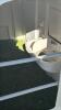 POLY CALF HUTCH - 3