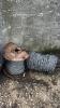 Lot of Fence Wire and Insulators - 4