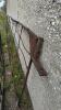 Pair of Steel Shopbilt Gates - 4
