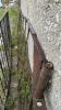 Pair of Steel Shopbilt Gates - 7