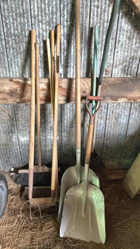 Lot of brooms, 2 aluminum shovels, 3 rakes and pitchfork