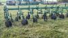 John Deere 6x30 3pth Row Disc - 5