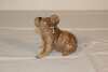 Beswick Koala - 2