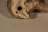 Beswick Koala - 3