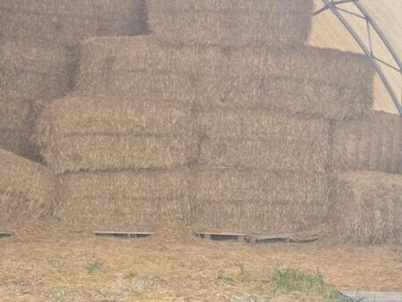 25 - 3X4X6.5 SQUARE BALES OF STRAW