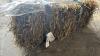 200 SMALL SQUARE BALES OF 1ST CUT 2025 HAY