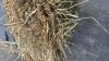 200 SMALL SQUARE BALES OF 1ST CUT 2025 HAY - 2