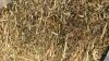 200 SMALL SQUARE BALES OF 1ST CUT 2025 HAY - 3