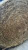 14 - 4X5 ROUND BALES OF 2ND CUT 2024 HAY - 2