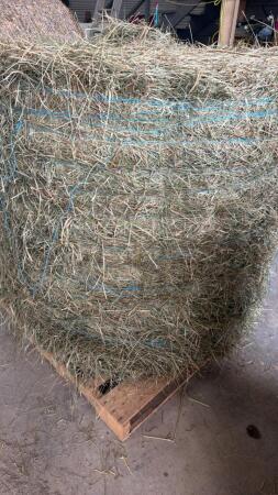 50 - 4X4 ROUND BALES OF 2ND CUT OF HAY