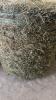 50 - 4X4 ROUND BALES OF 2ND CUT OF HAY - 2