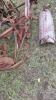 COCKSHUTT #15A 7FT PTO SICKLE MOWER - 9