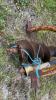 3PTH POST HOLE AUGER WITH 12IN BIT - 6