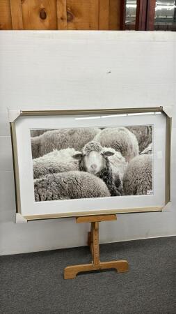 SHEEP PICTURE