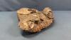 POLISHED FOSSIL LIKE PLAQUE - 4