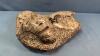 POLISHED FOSSIL LIKE PLAQUE - 5