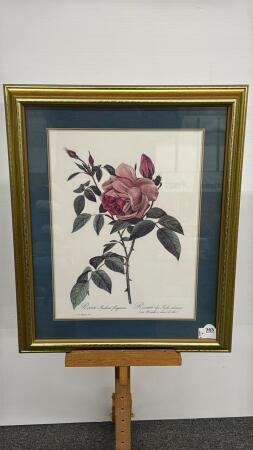 FRAMED FLORAL PRINT "ROSA INDICA FRAGRANS"