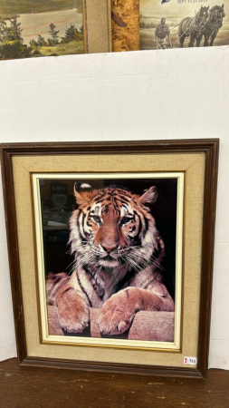 Framed Tiger Print -23in Wide x 27in High