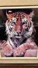 Framed Tiger Print -23in Wide x 27in High - 2