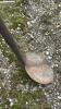 CATCH BASIN SPOON - 3